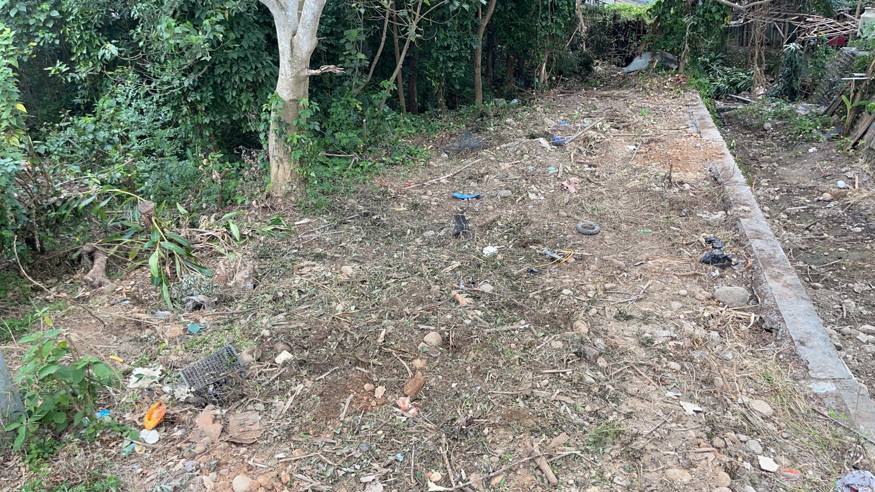 20220715南屯區樹枝葉清運