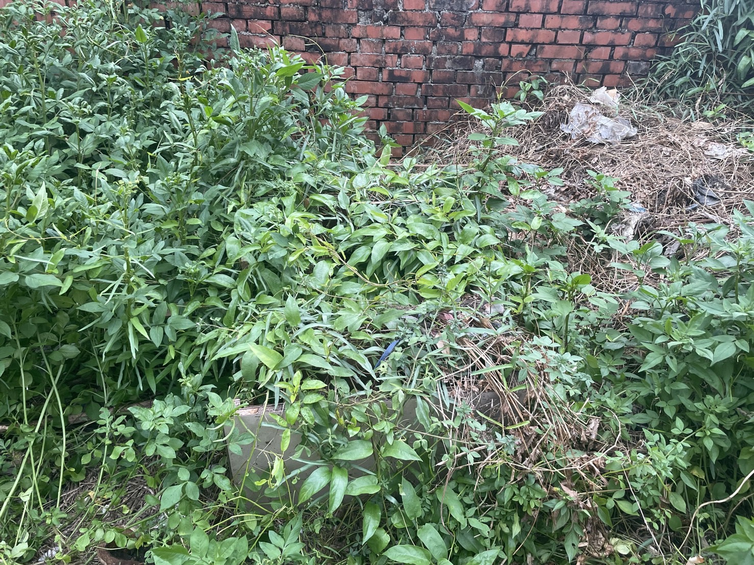 20210916 南投國姓鄉