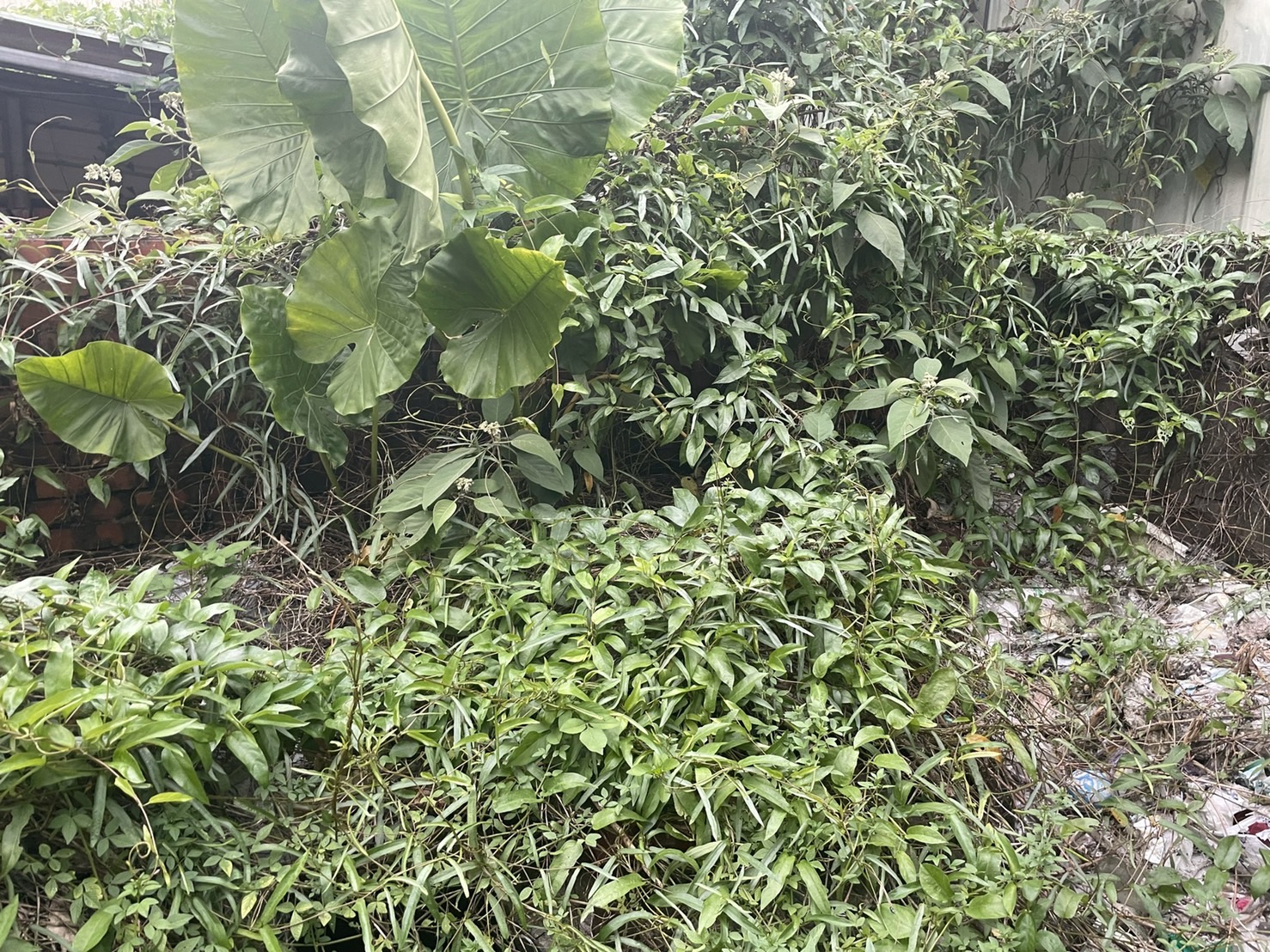 20210916 南投國姓鄉